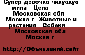Супер девочка чихуахуа. мини › Цена ­ 15 000 - Московская обл., Москва г. Животные и растения » Собаки   . Московская обл.,Москва г.